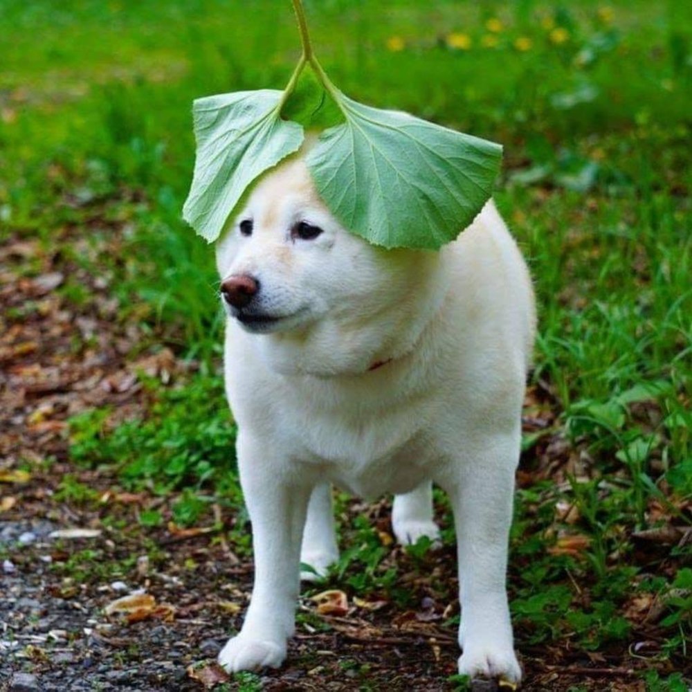 Meet your Posher, Desiree